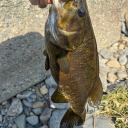 スモールマウスバス