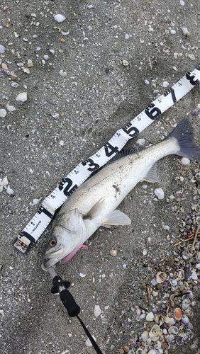 シーバスの釣果