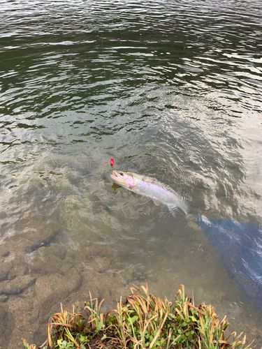 ニジマスの釣果