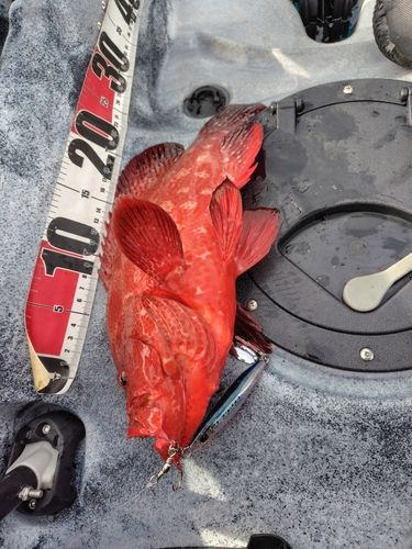 オオモンハタの釣果