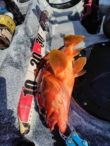 アカハタの釣果