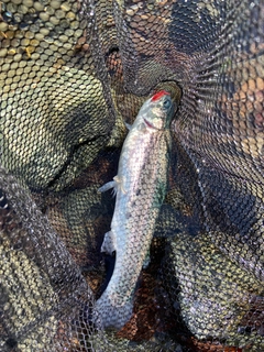 ニジマスの釣果