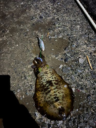 アオリイカの釣果