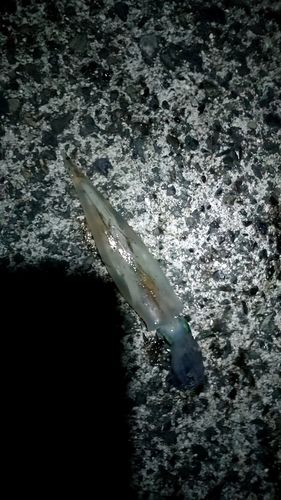 ヤリイカの釣果