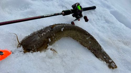 ナマズの釣果