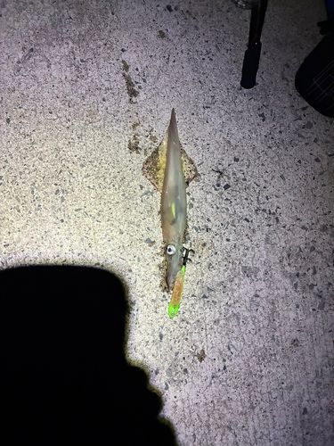 ヤリイカの釣果