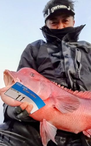 コブダイの釣果