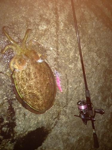 コウイカの釣果