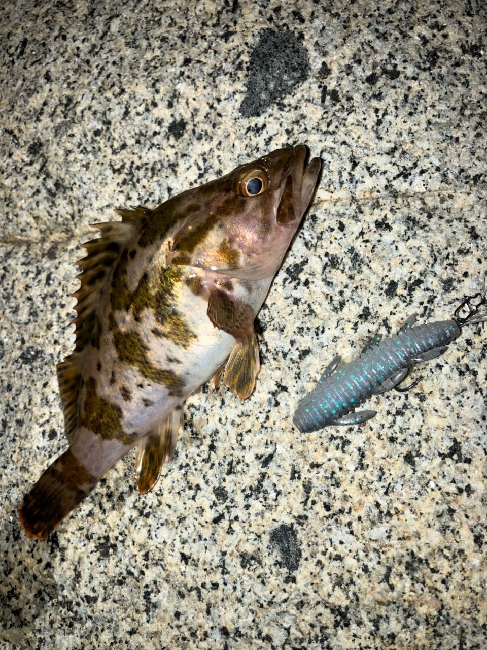 タケノコメバル