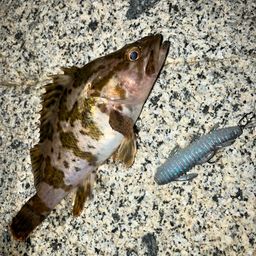 タケノコメバル