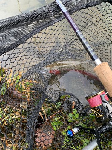 ニジマスの釣果