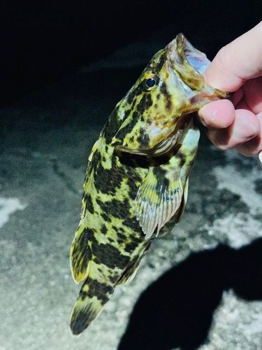 タケノコメバルの釣果