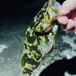 タケノコメバル