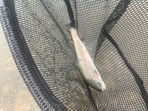 ニジマスの釣果