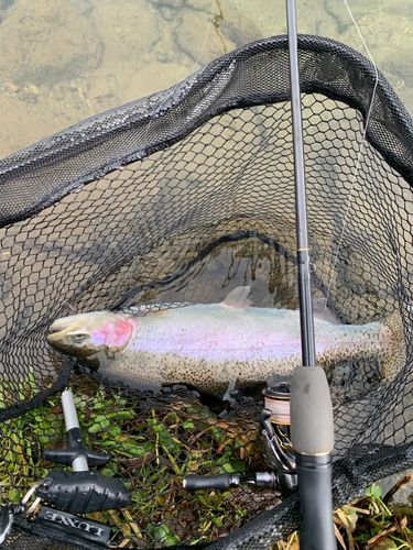 ニジマスの釣果