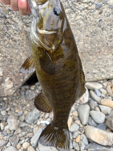スモールマウスバスの釣果