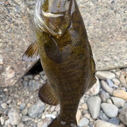 スモールマウスバス