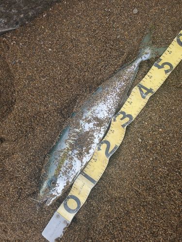 フクラギの釣果