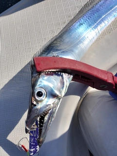 タチウオの釣果
