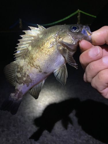 メバルの釣果
