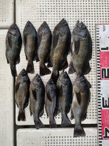 アオメバルの釣果