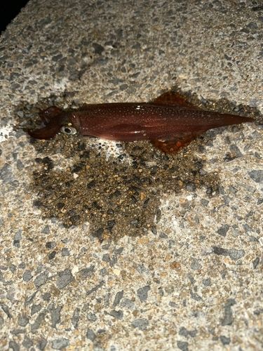 ササイカの釣果