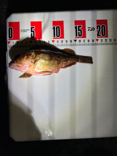 カサゴの釣果