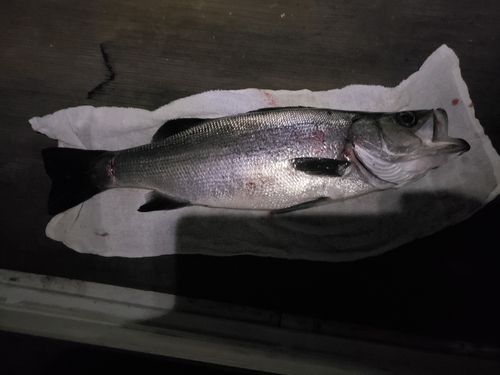 ヒラスズキの釣果