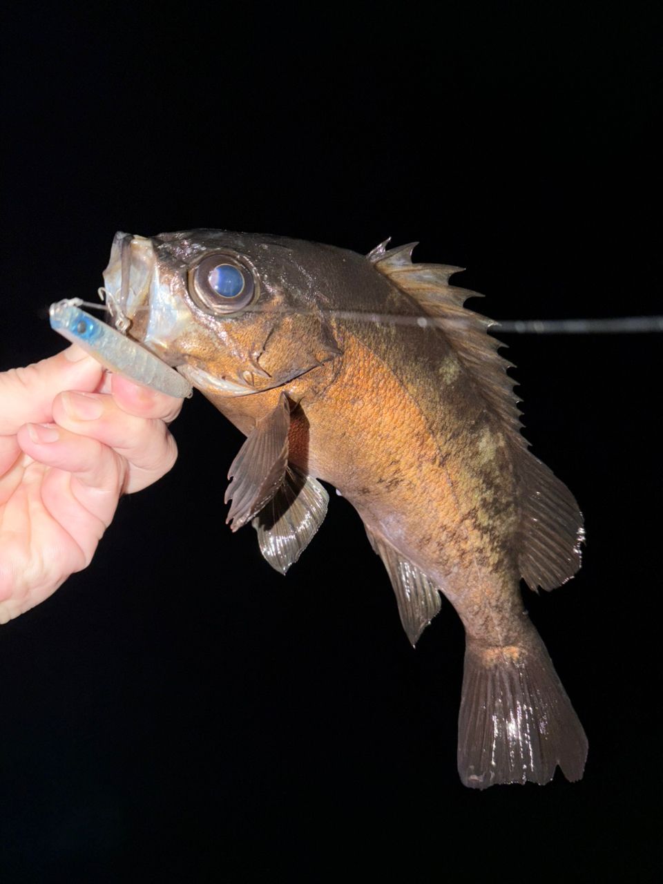 DAIWA 21ルビアス エアリティ FC LT2000S-Hの最安値・インプレ・釣果