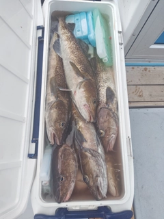 マダラの釣果