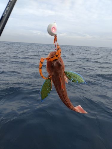 ホウボウの釣果