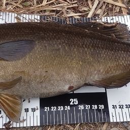 スモールマウスバス