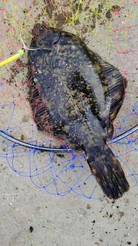 クロガレイの釣果