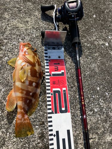 アカハタの釣果