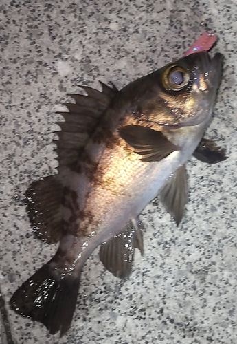 メバルの釣果