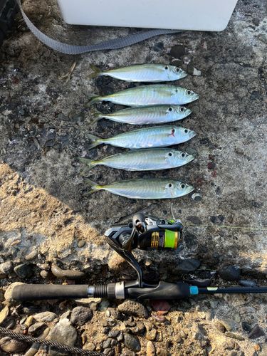 マルアジの釣果