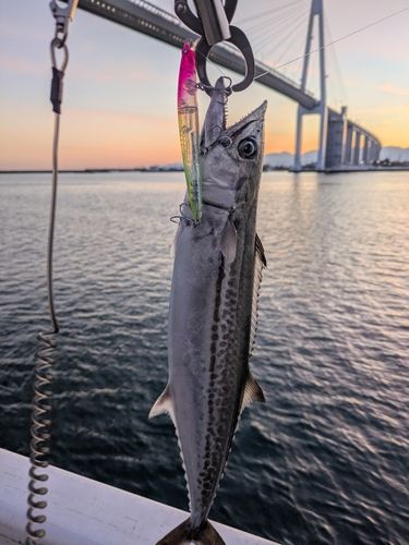 サゴシの釣果
