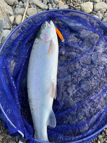 ニジマスの釣果