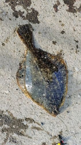 イシガレイの釣果