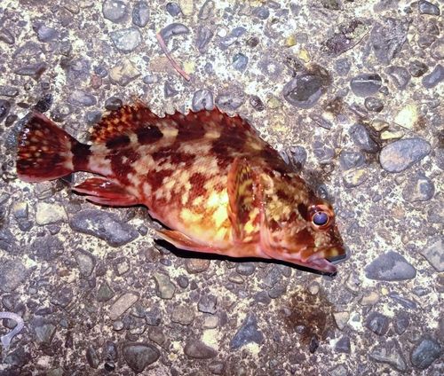 内浦湾（沼津）