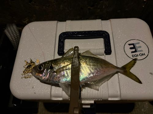 マアジの釣果