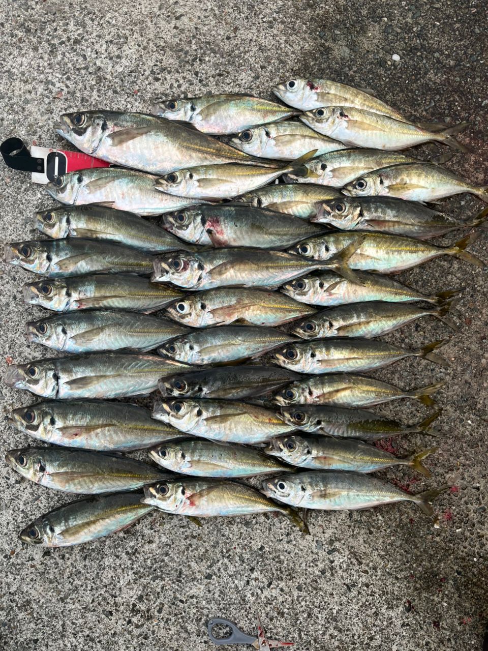 Gamakatsu ラグゼ 宵姫 華 弍 S54FL-solidの最安値・インプレ・釣果