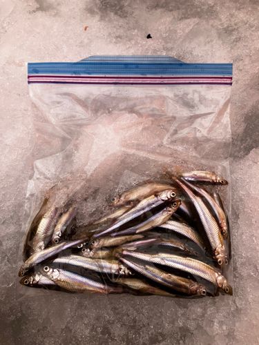 ワカサギの釣果