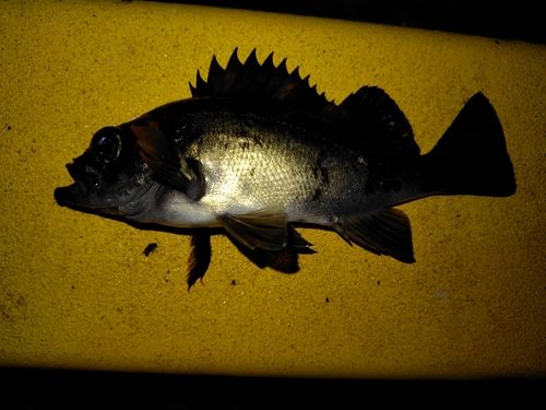 周防大島（屋代島）