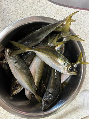 アジの釣果