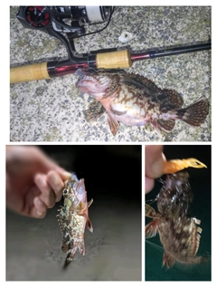 カサゴの釣果