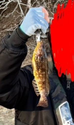 アイナメの釣果