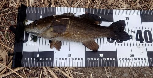 スモールマウスバスの釣果