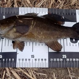 スモールマウスバス