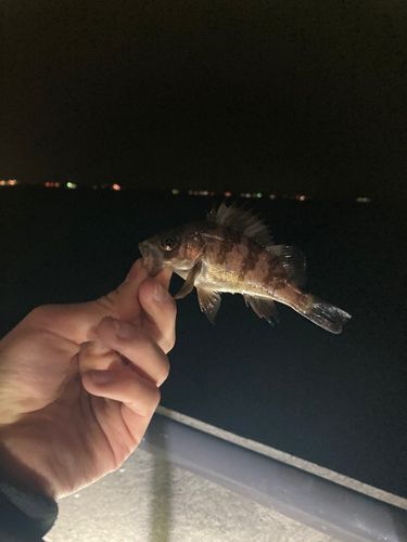 金沢水際線緑地（福浦岸壁）